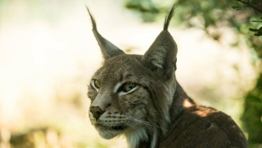 Lynx