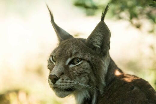 Lynx