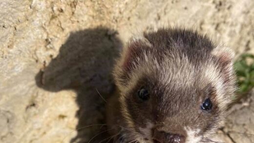 FURET