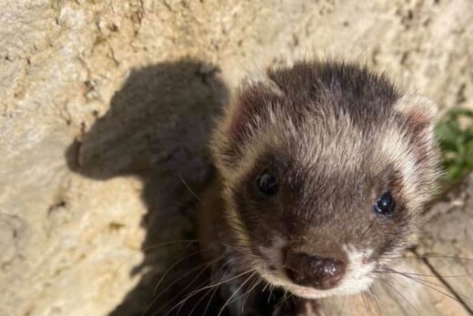 FURET