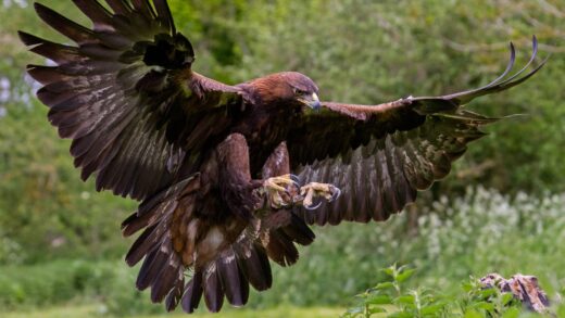 AIGLE ROYAL