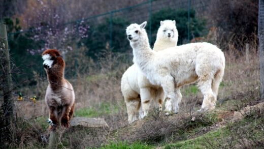 ALPACA