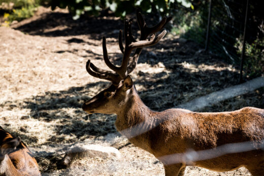 CERF D&#8217;EUROPE