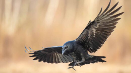 GRAND CORBEAU