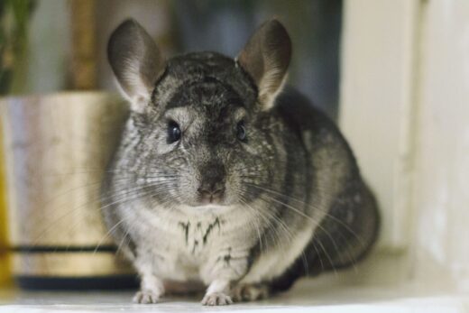 CHINCHILLA