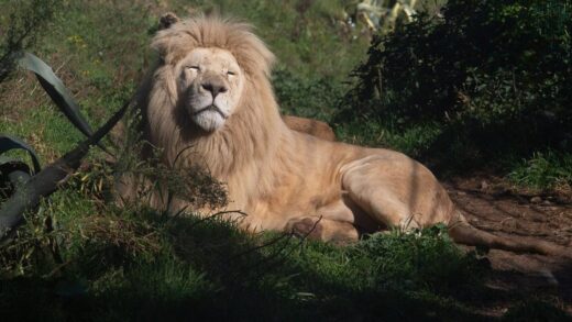 LLEÓ