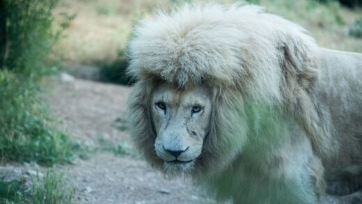 LLEÓ BLANC