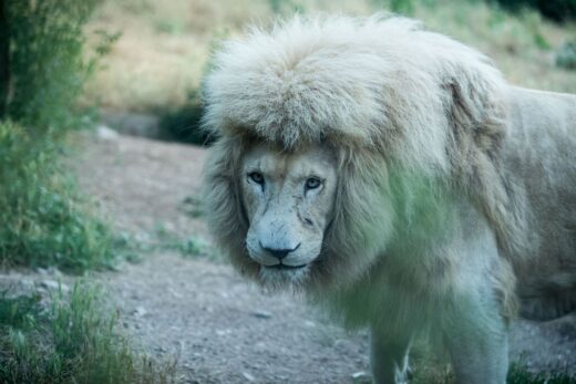 LION BLANC