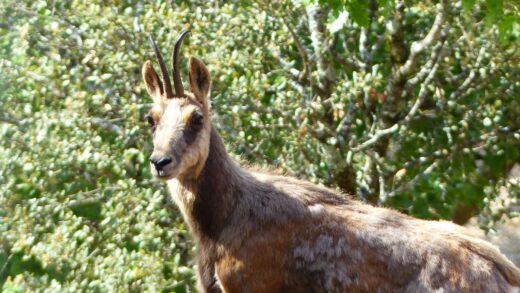 ISARD
