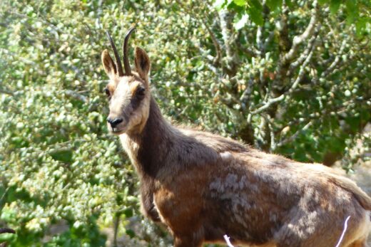 ISARD