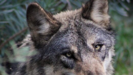 LOUP D&#8217;EUROPE