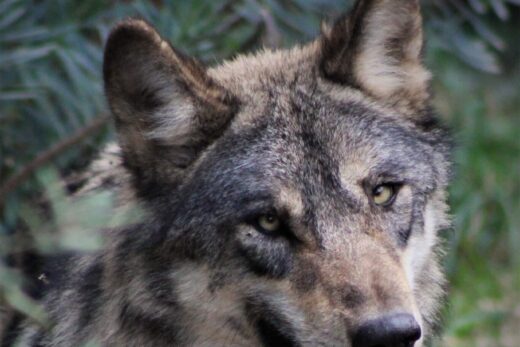 LOUP D&#8217;EUROPE