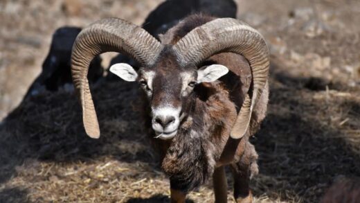 MOUFLON DE CORSE