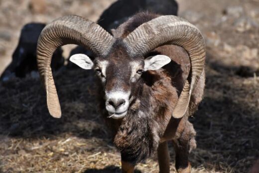 MUFLÓ CORSICA