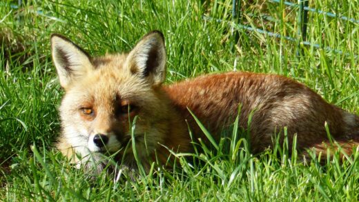 RENARD