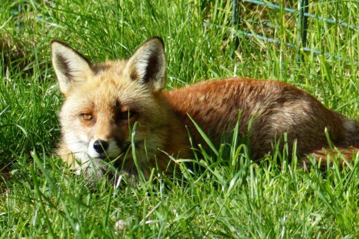 RENARD