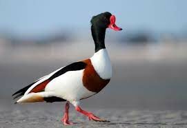 CANARD TADORNE DE BELON