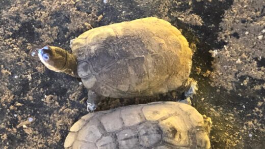 TORTUE A COU CACHE D&#8217;AFRIQUE