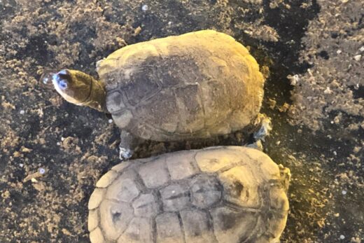 TORTUE A COU CACHE D&#8217;AFRIQUE