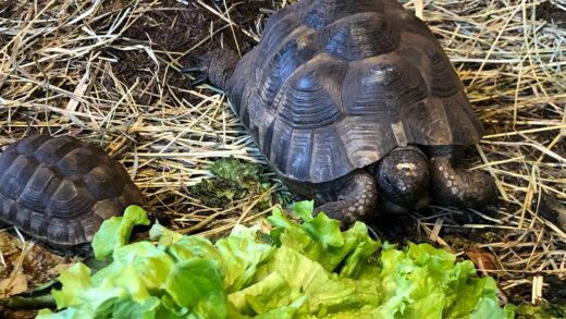 TORTUGA GREC