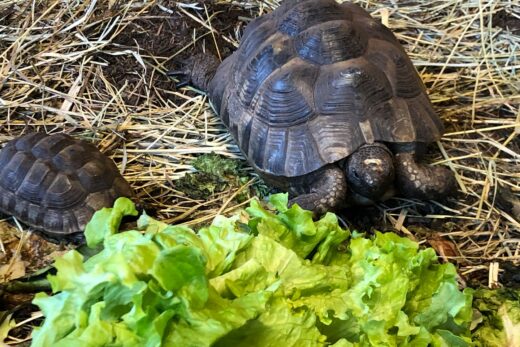 TORTUE GRECQUE