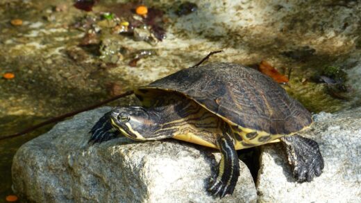 TORTUGA DE FLORIDA