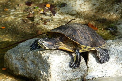 TORTUE DE FLORIDE