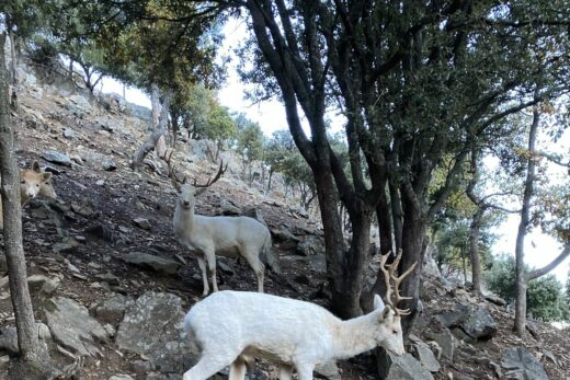DAIM BLANC