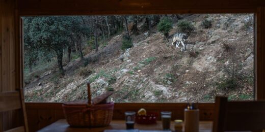 Dormir avec les loups