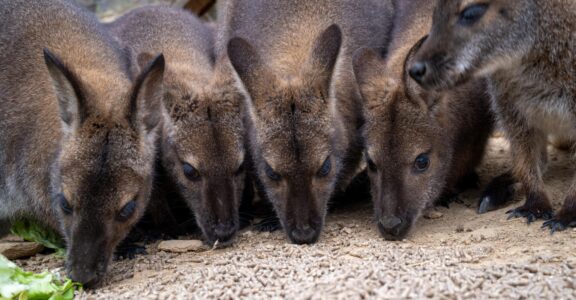 Découvrez nos animaux, à chacun son histoire !