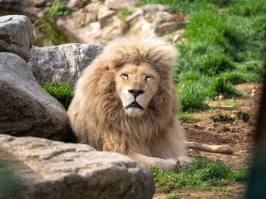 Plus de 300 animaux à découvrir…