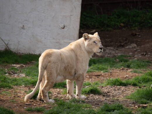 Plus de 300 animaux à découvrir…