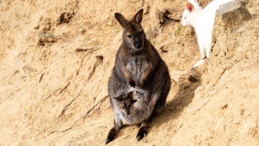 WALLABY