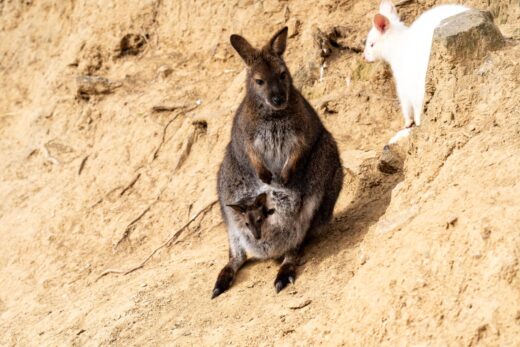 Wallaby