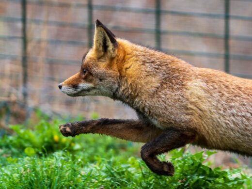 Plus de 300 animaux à découvrir…