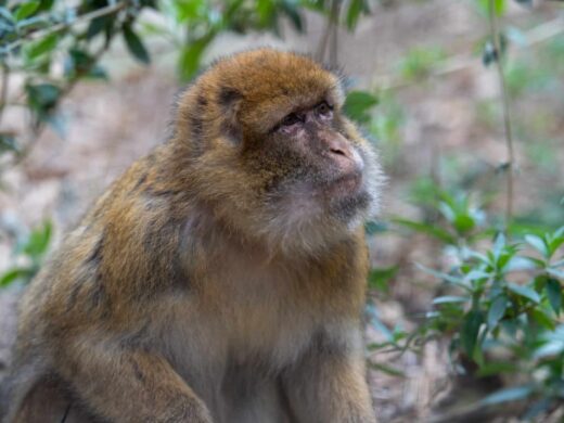 Plus de 300 animaux à découvrir…