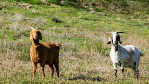 chevre de rove