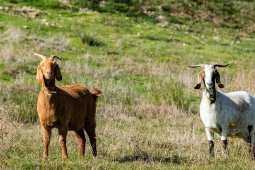 chevre de rove