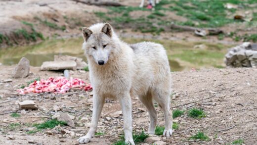 loup arctique