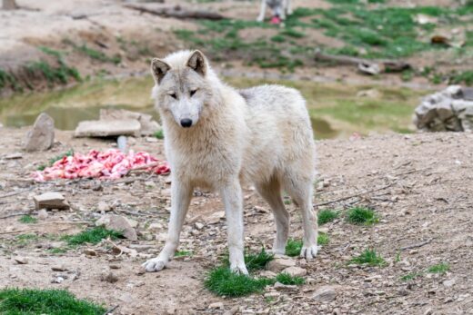 loup arctique