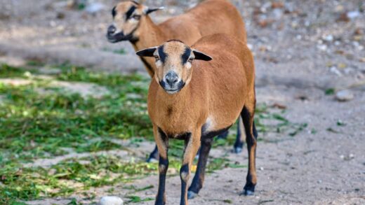 mouton du cameroun parc casteil