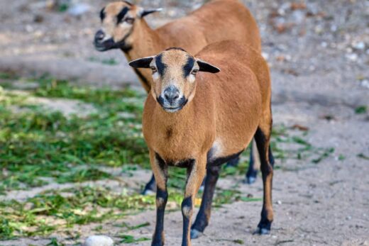 mouton du cameroun parc casteil