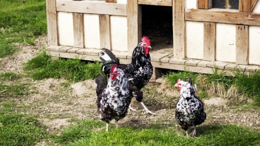 POULE GOURNAY