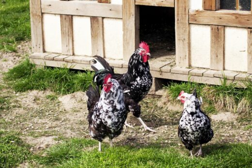 POULE GOURNAY