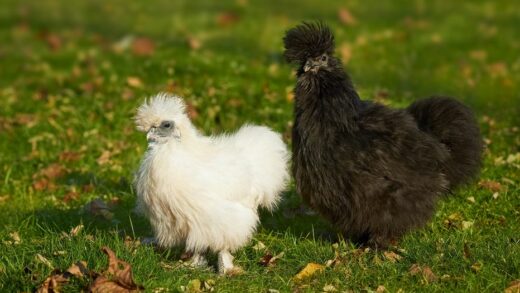 poule soie