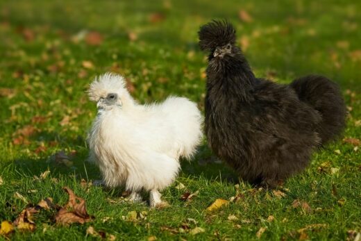 poule soie