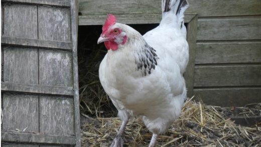 poule sussex parc casteil