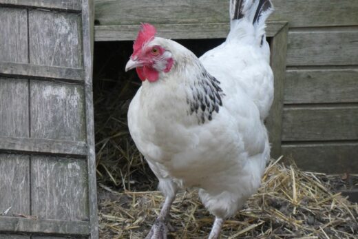 poule sussex parc casteil
