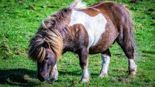 poney shetland parc casteil
