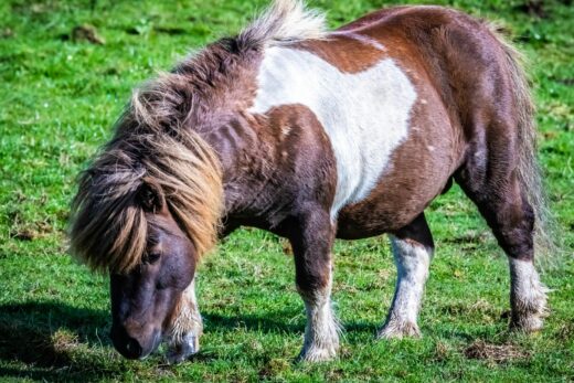 poney shetland parc casteil